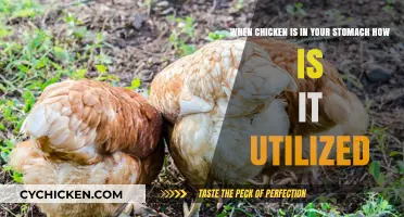 Chicken in Your Stomach: How is it Utilized?