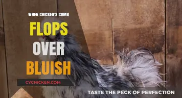 Why Your Chicken's Comb Flops Over and Turns Bluish: Causes and Care