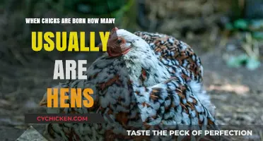 Most Chicks Born: Hens or Roosters?