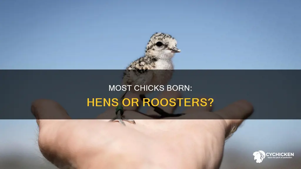 when chicks are born how many usually are hens