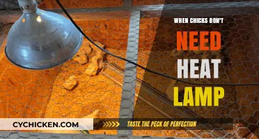 When Chicks Outgrow Heat Lamps: Signs and Safe Transition Tips