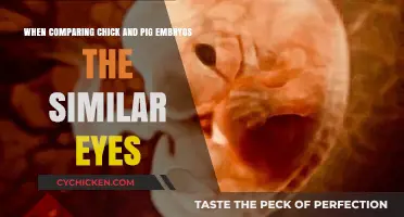 Similarities in Chick and Pig Embryo Eye Development