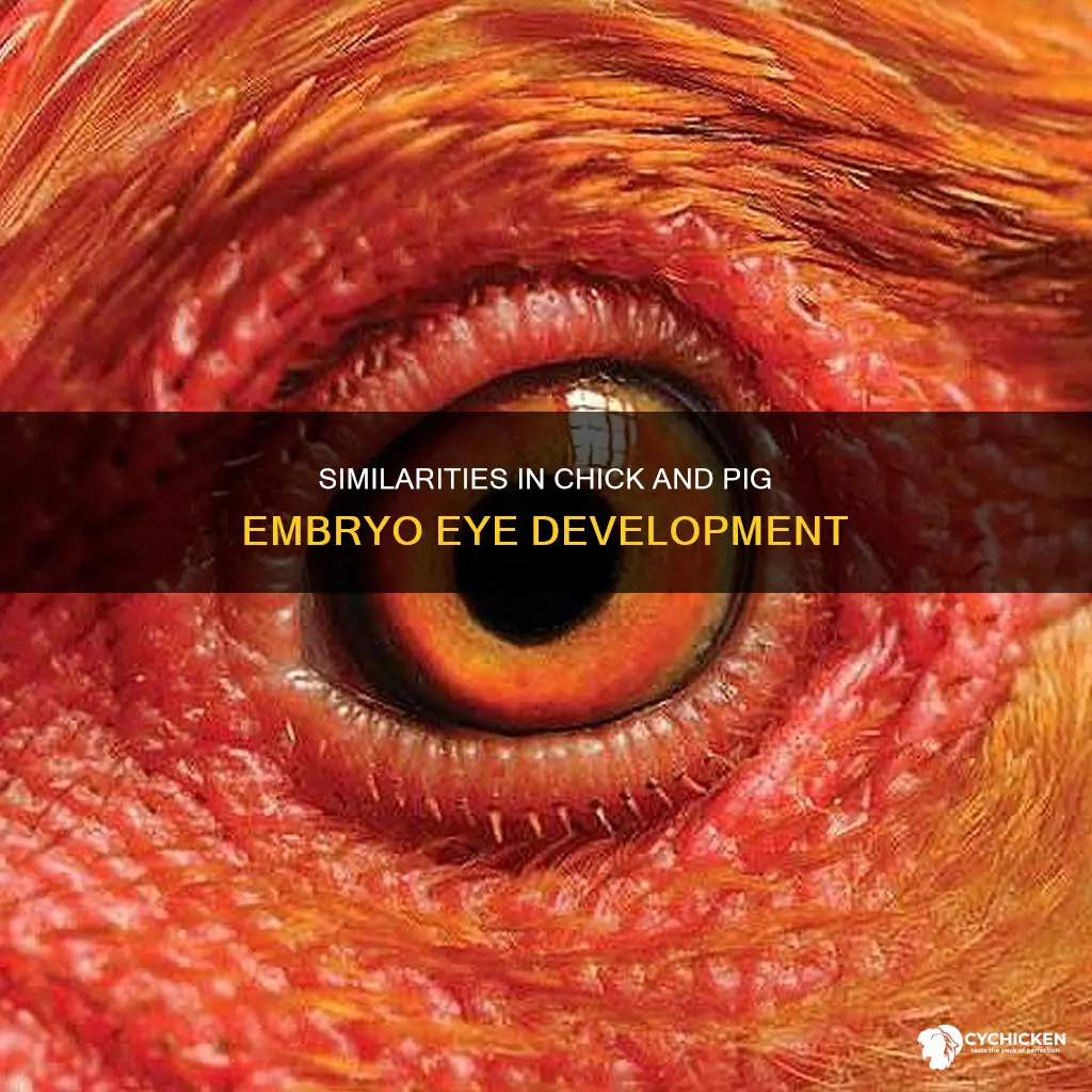 when comparing chick and pig embryos the similar eyes