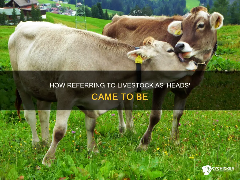 when conting heads are farming refereing to chicken or cow