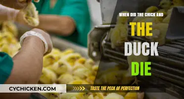 The Chick and the Duck's Tragic End: A Timeline of Their Passing