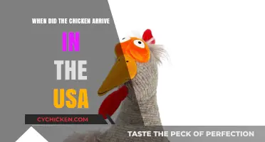 Cluck's Journey: When Chickens First Arrived in the USA