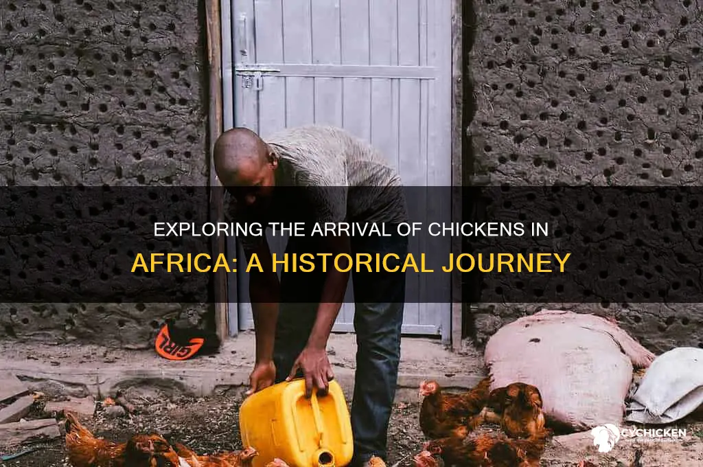 when did the chicken come to africa