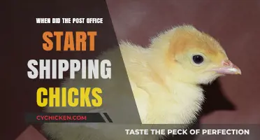 The Surprising History of Post Office Chick Shipping: When It Began