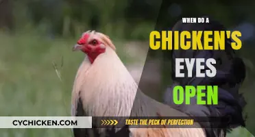 When Do Chickens Open Their Eyes? A Hatchling's Journey