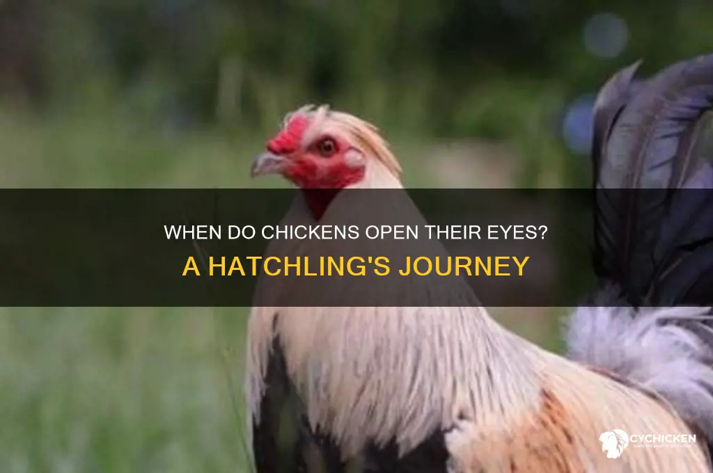 when do a chicken
