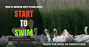 American White Pelican Chicks: When Do They Start Swimming?