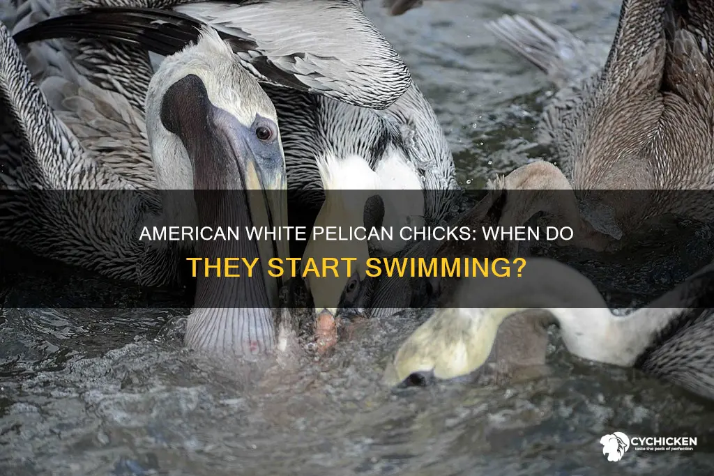 when do american white pelican chicks start to swim