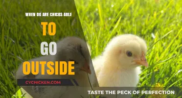 When Can Chicks Safely Go Outside: A Beginner's Guide