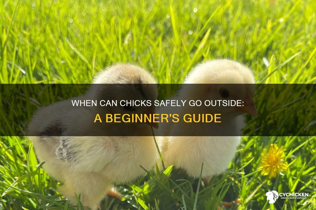 when do are chicks able to go outside