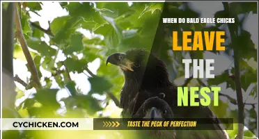 Bald Eagle Chicks' Nest Departure: Timing and Fledging Process Explained