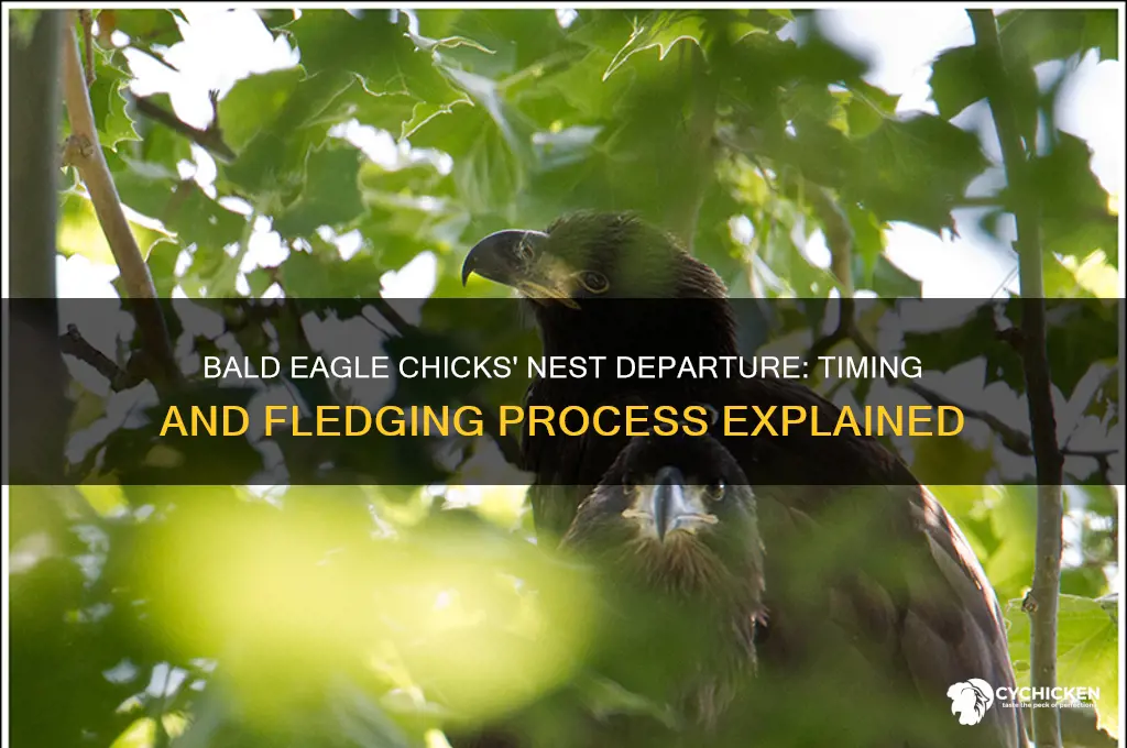 when do bald eagle chicks leave the nest