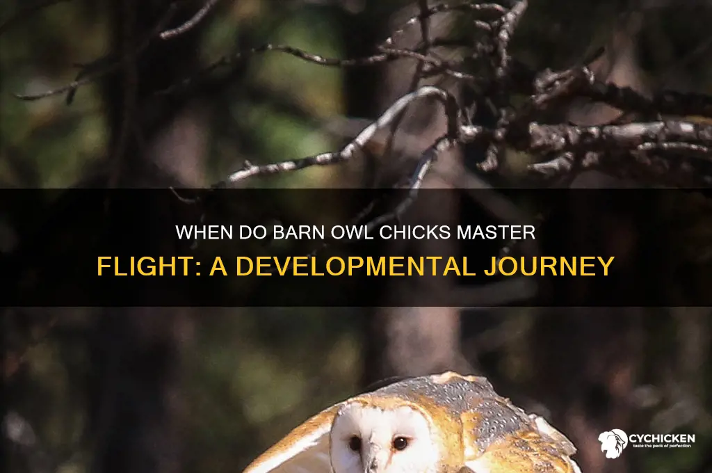 when do barn owl chicks learn to fly