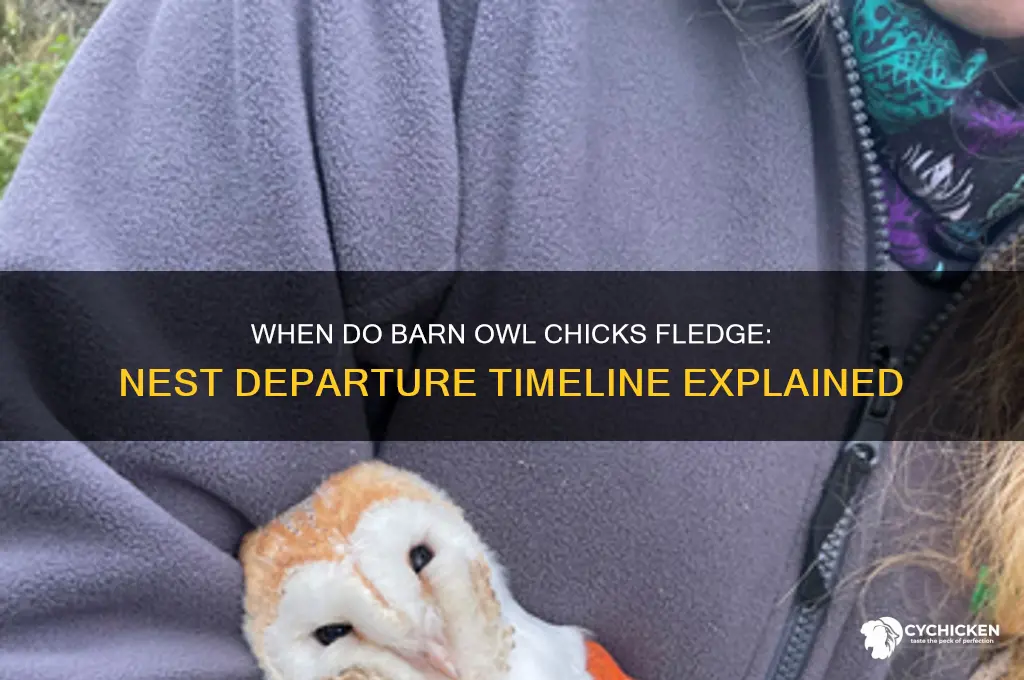 when do barn owl chicks leave the nest