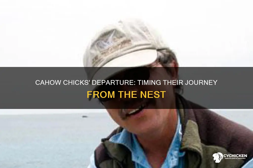 when do cahow chicks leave the next