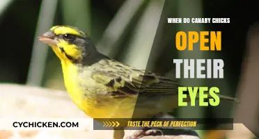 When Do Canary Chicks Open Their Eyes: A Developmental Guide