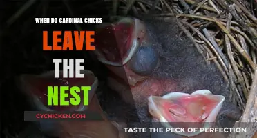 Cardinal Chicks' Nest Departure: Timing and Fledgling Independence Explained