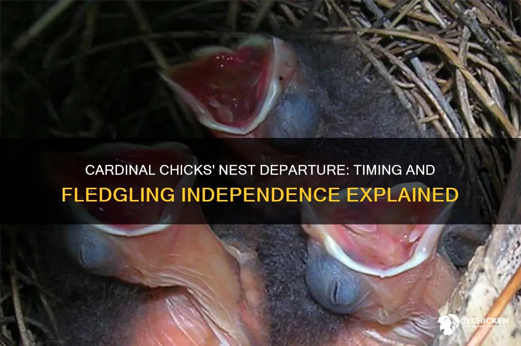 when do cardinal chicks leave the nest