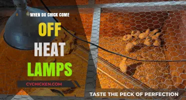 When to Safely Remove Heat Lamps for Baby Chicks