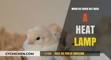 When Can Chicks Thrive Without a Heat Lamp? Key Insights