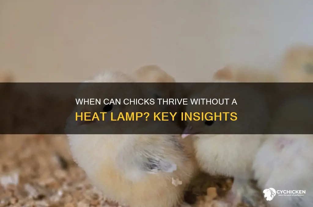 when do chick not need a heat lamp