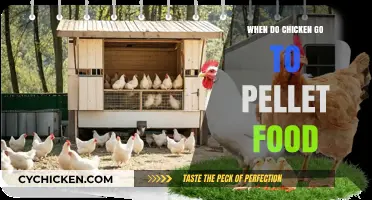 Transitioning Chickens to Pellet Food: Timing and Tips for Success