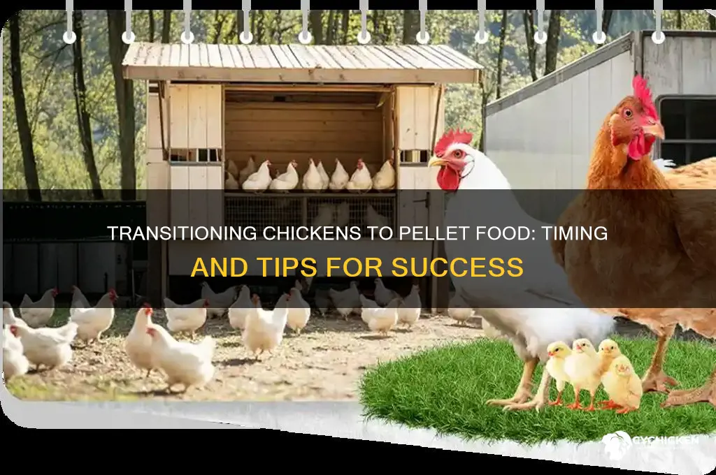 when do chicken go to pellet food