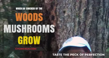 When and Where Chicken of the Woods Mushrooms Thrive: A Guide