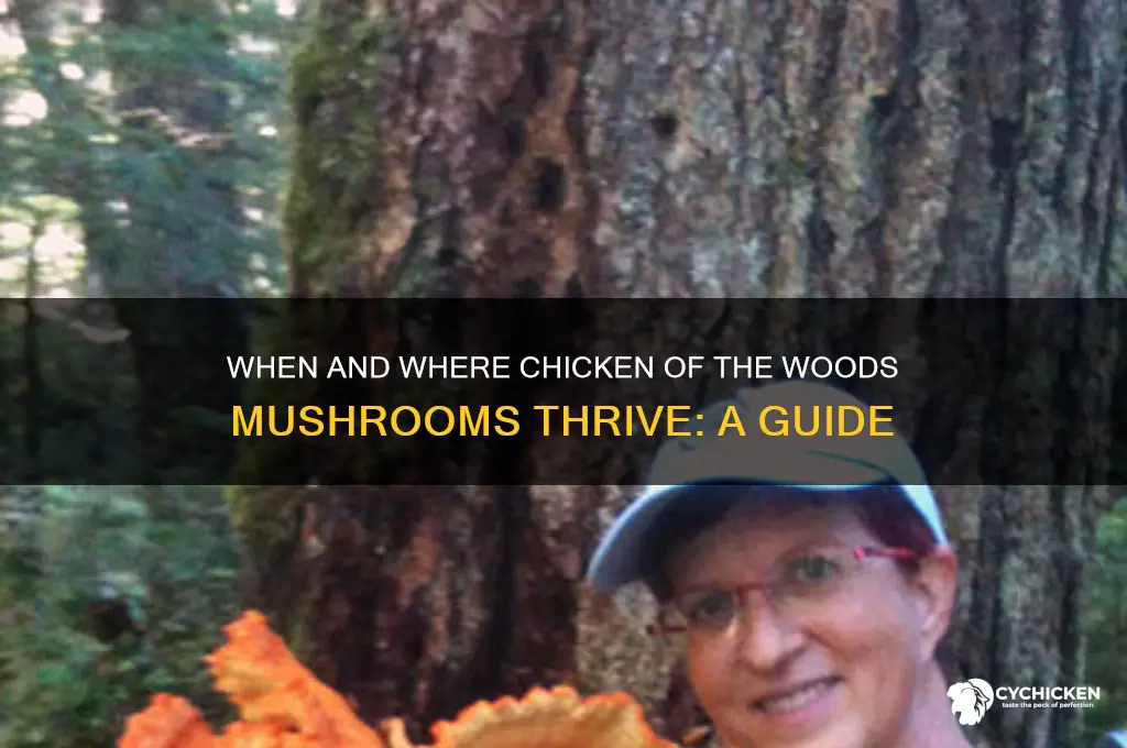 when do chicken of the woods mushrooms grow