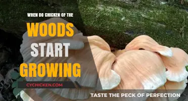 When Do Chicken of the Woods Mushrooms Begin Growing?