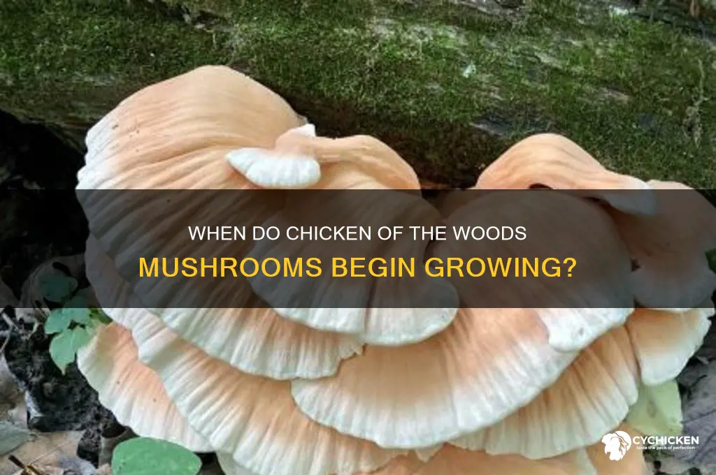 when do chicken of the woods start growing