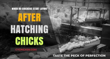 Chickens' Egg-Laying Timeline: From Hatching to First Eggs