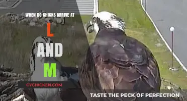 Chicks Arrival Timeline at L&M: What to Expect and When