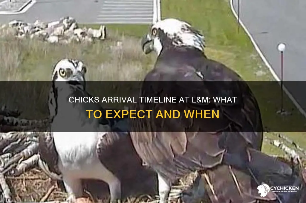 when do chicks arrive at l and m
