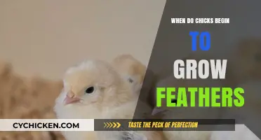Feather Development in Chicks: When and How It Begins