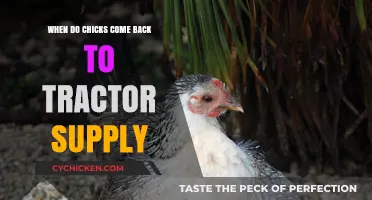 When Do Chicks Return to Tractor Supply: A Seasonal Guide