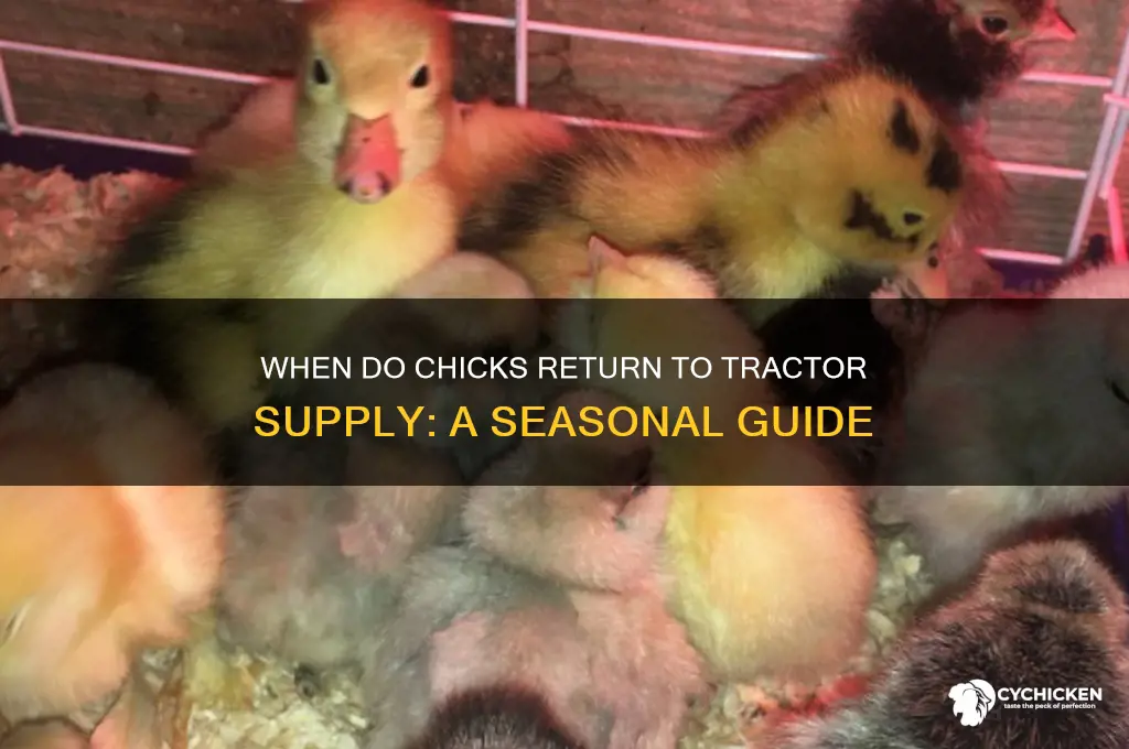 when do chicks come back to tractor supply