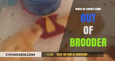 When Can Chicks Leave the Brooder? A Complete Guide