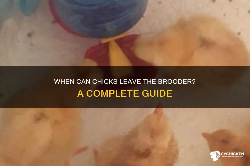 when do chicks come out of brooder