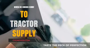 When Do Chicks Arrive at Tractor Supply? Your Guide