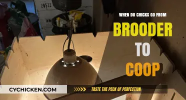 From Brooder to Coop: The Ideal Transition Timeline for Chicks