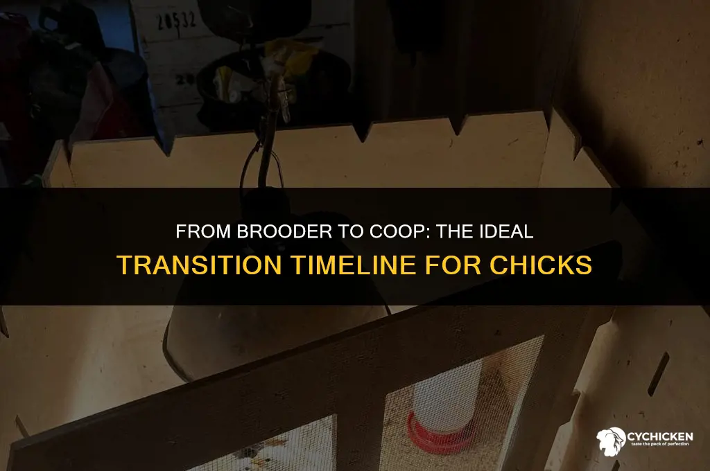 when do chicks go from brooder to coop