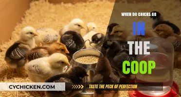 Coop-Ready Chicks: Timing Their Transition for Optimal Growth