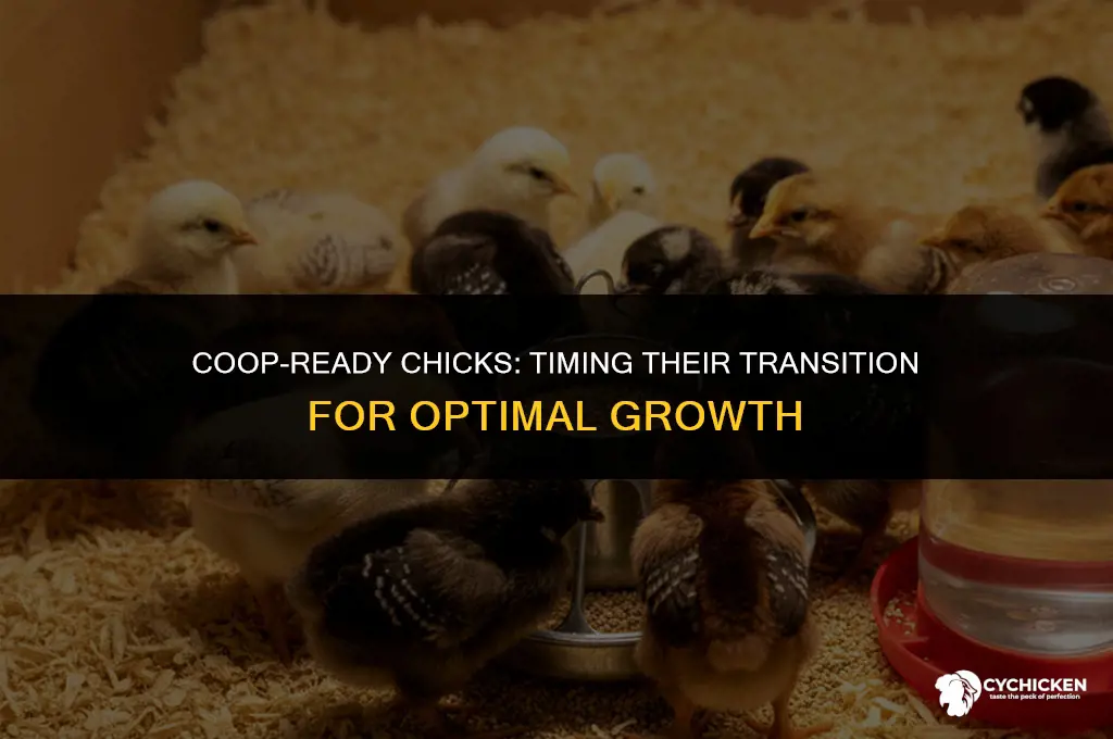 when do chicks go in the coop