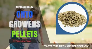 Transitioning Chicks to Growers Pellets: Timing and Tips for Healthy Growth