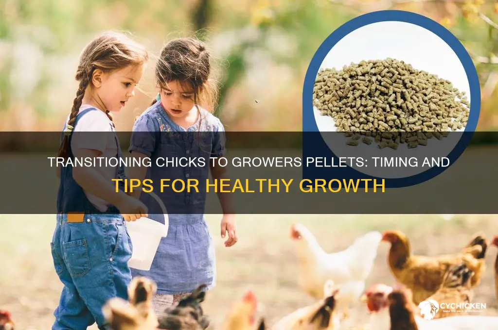 when do chicks go onto growers pellets